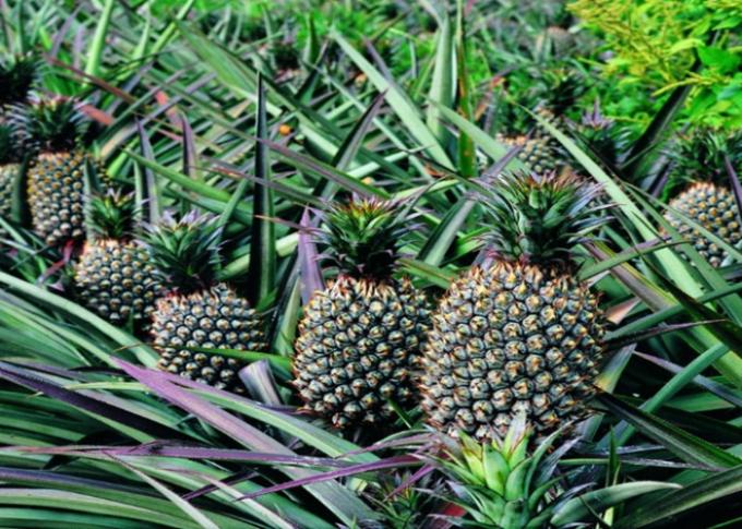 Хелатированное удобрение для риса, удобрение 3 бора кальция Foliar банана Foliar