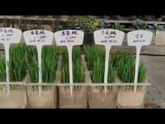 Лейцин и гистидин для корней